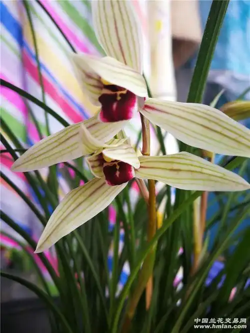 莲瓣兰 二红素分盆-莲瓣篇-中国兰花交易网社区