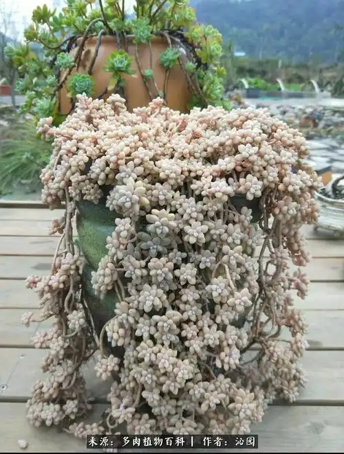 千千万万中独爱那些悬崖造型的多肉老桩们