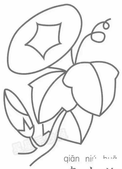 卡通简笔画 牵牛花简笔画图片画法牵牛花简笔画示例图片 关于牵牛花的