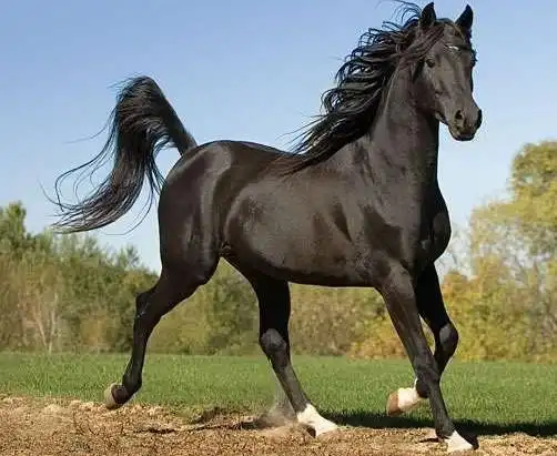 骏马奔腾英姿无限