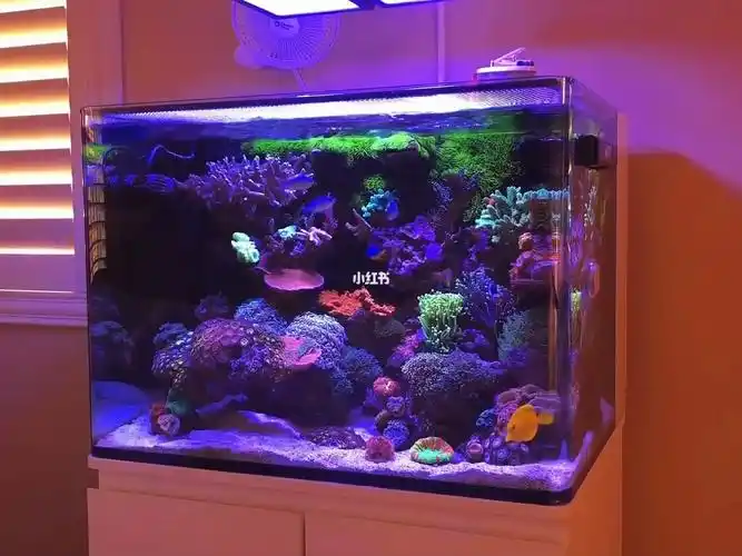 桌面背滤海缸玩到这个程度可以了