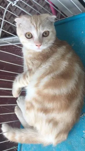 坐标北京凯米尔色折耳美短弟弟免费领养