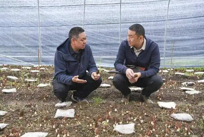 乡村"新职业"丨"乡村ceo":用经营专长蹚出乡村产业振兴新路