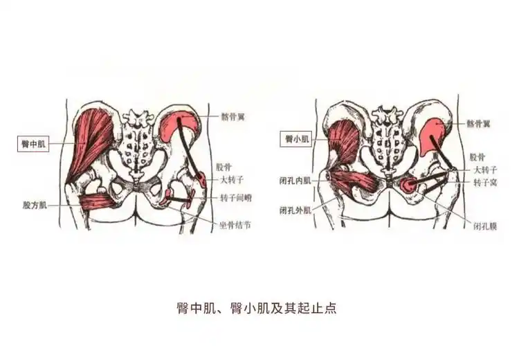 肌肉科普探讨身体肌肉臀中肌臀小肌