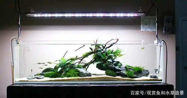 简洁漂亮的矮草缸造景过程,新手可以模仿