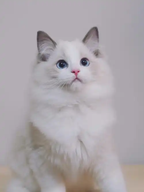 布偶猫幼崽这么秀气当然是男孩子呀