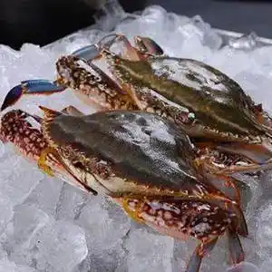 海螃蟹舟山梭子蟹新鲜鲜活超低温冷冻大海蟹海鲜水产白蟹飞蟹母蟹