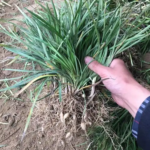 麦冬草一斤多少钱麦冬草含少量土购买麦冬草快递发货