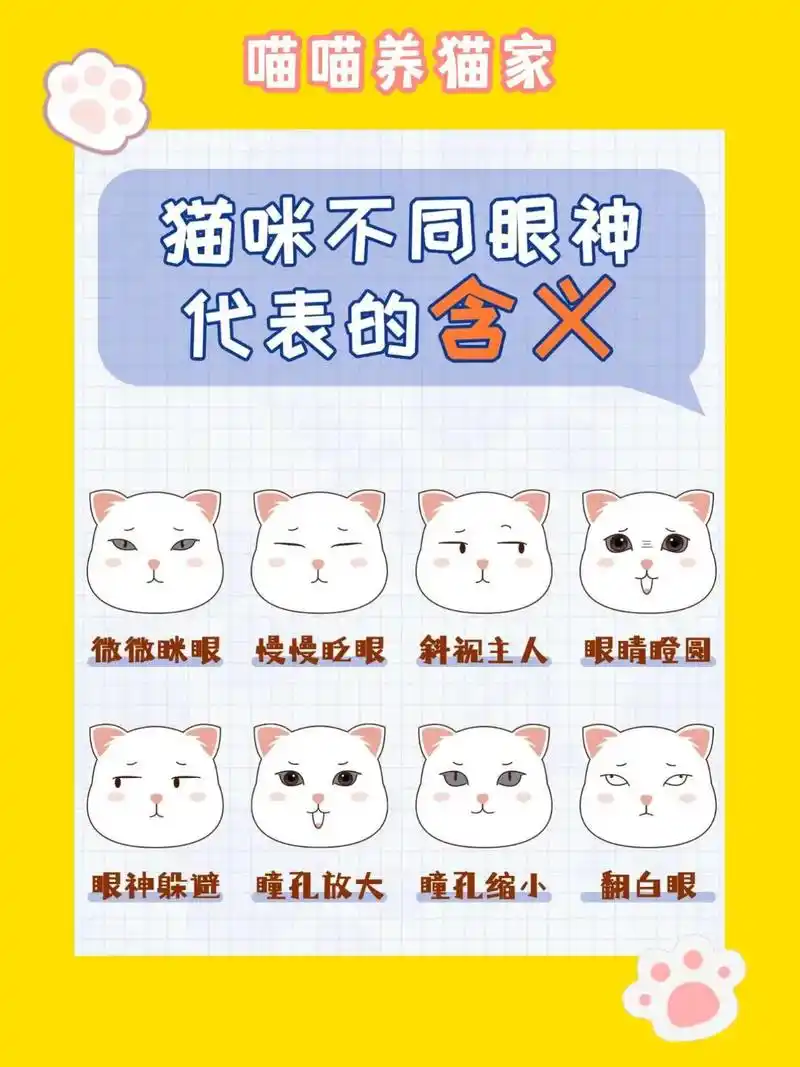 猫咪不同眼神代表的含义,你看懂了吗?#图文来了官方发布入口  - 抖音