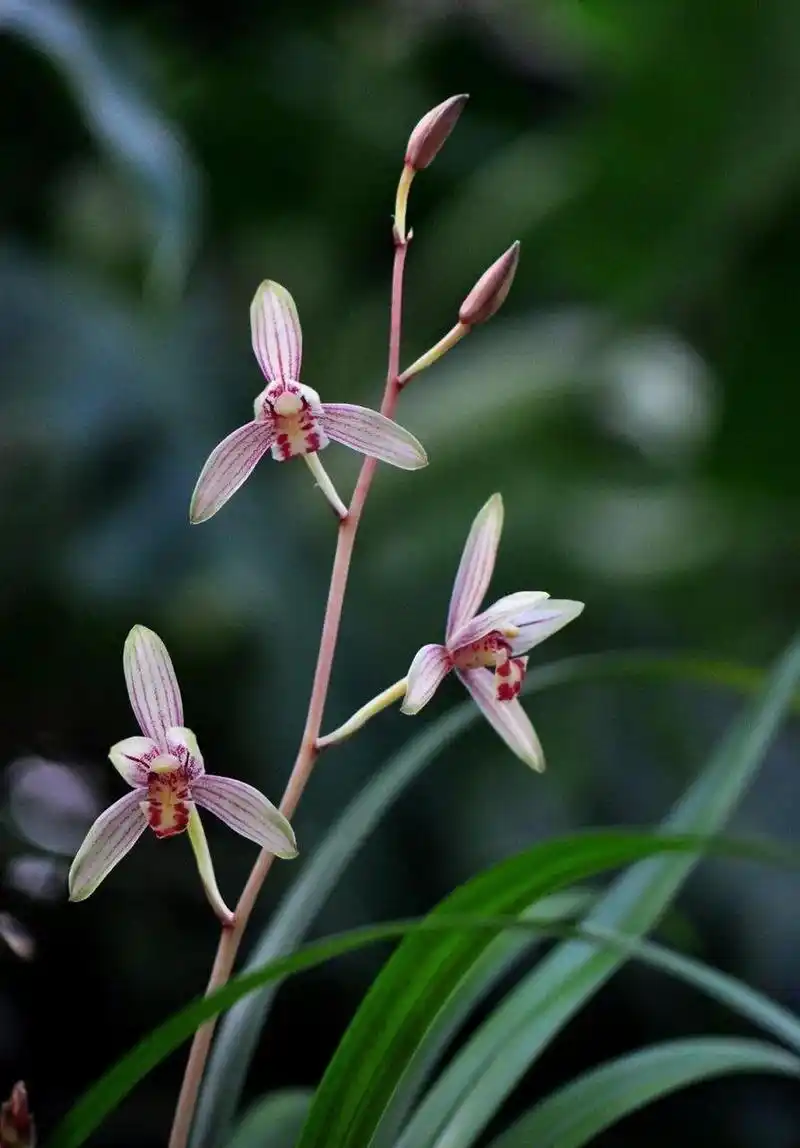 如果在广州养兰花,最好选择建兰品种.