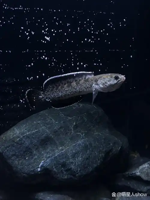 钴蓝雷龙 最爱的雷龙品种之一