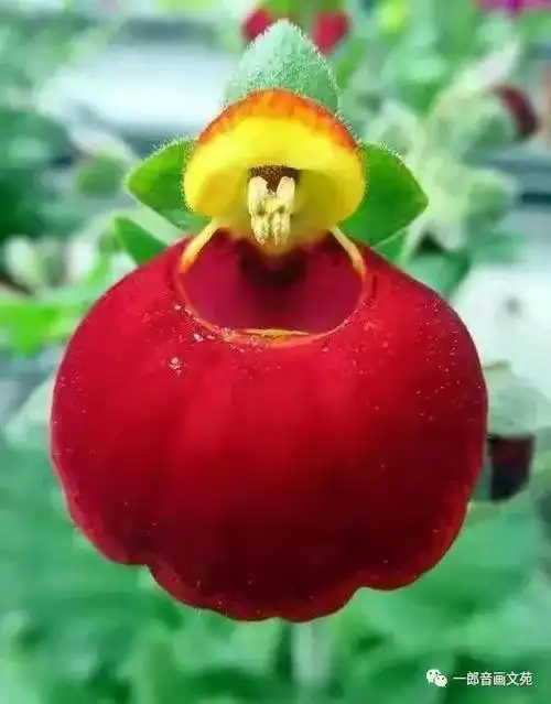 全球罕见的奇花异草,你绝对没见过!