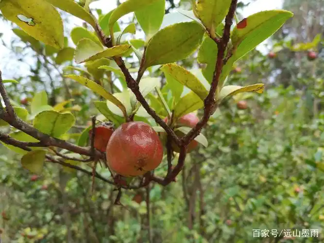 油茶果,样子萌萌的.它的茶花很美.