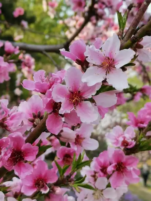 在那桃花盛开的地方