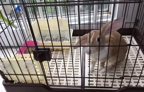 只有提前做好打算才能避免问题的发生,针对豫丰黄兔爱打架这个缺点