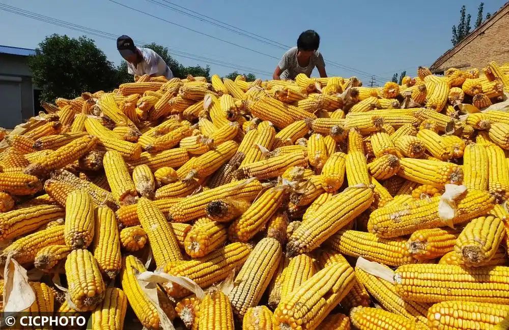 山西运城金秋玉米喜丰收