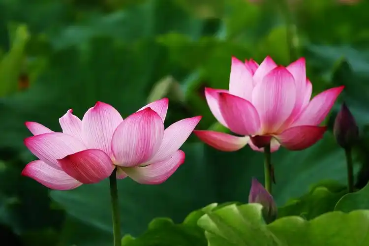 【荷花的象征意义之三】----吉祥如意