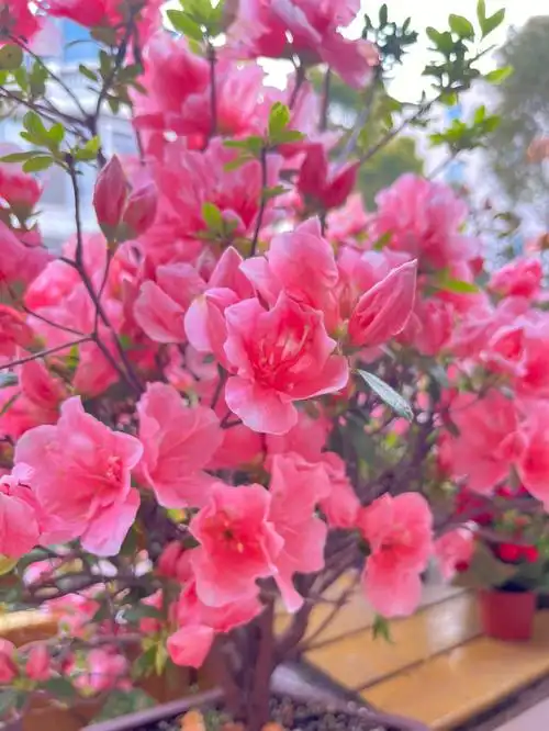 野蛮开花的杜鹃上百朵齐放