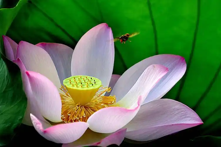 荷花 摄影 愚翁0591