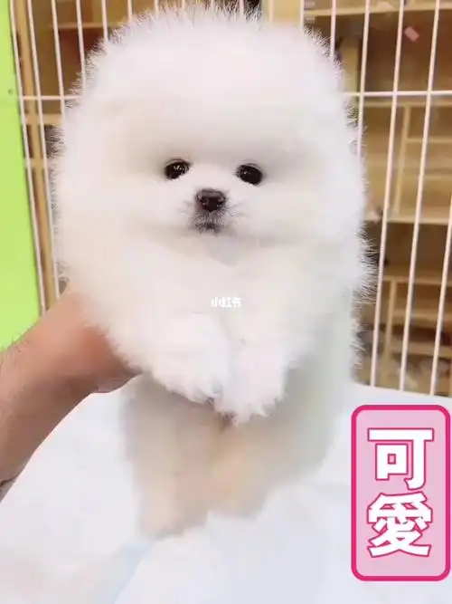 纯种博美幼犬爆毛小体博美犬小博美多少钱_博美_宠物_我家宠物好可爱