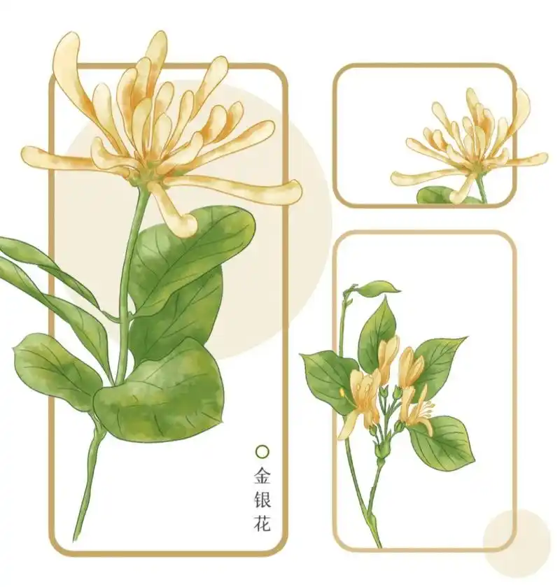 金银花(手绘) 一蒂二花,成双对;鸳鸯摇曳,嬉闹间.