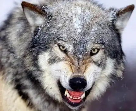 男人必须得有狼92野性,挣钱的时候就得嗷嗷叫……… - 抖音