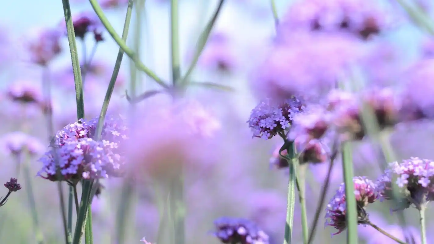 薰衣草紫色花海唯美高清壁纸