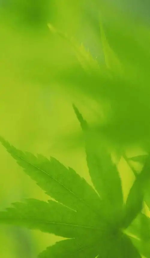 打开微信最下方的  【我】—【设置】—【聊天】—【聊天背景】—【从