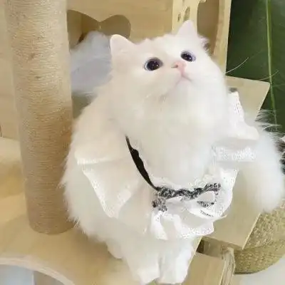 情侣头像一人一张猫咪 好看高清的可爱猫咪头像一人一张图片_情侣头像