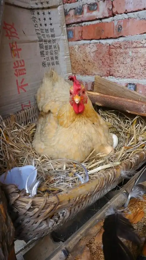 母鸡孵蛋需要什么条件 母鸡孵鸡蛋需要什么条件