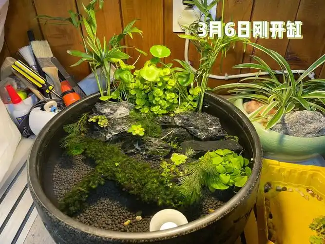 古法养鱼生态鱼缸开缸一个月后生态系统全崩