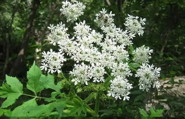 白芷别称川白芷,芳香等,为伞形科当归属多年生高大草本植物,以根入药