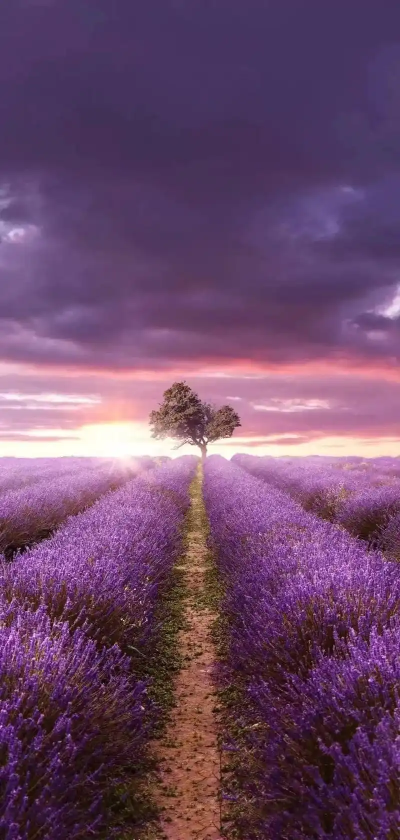 紫色薰衣草系列壁纸