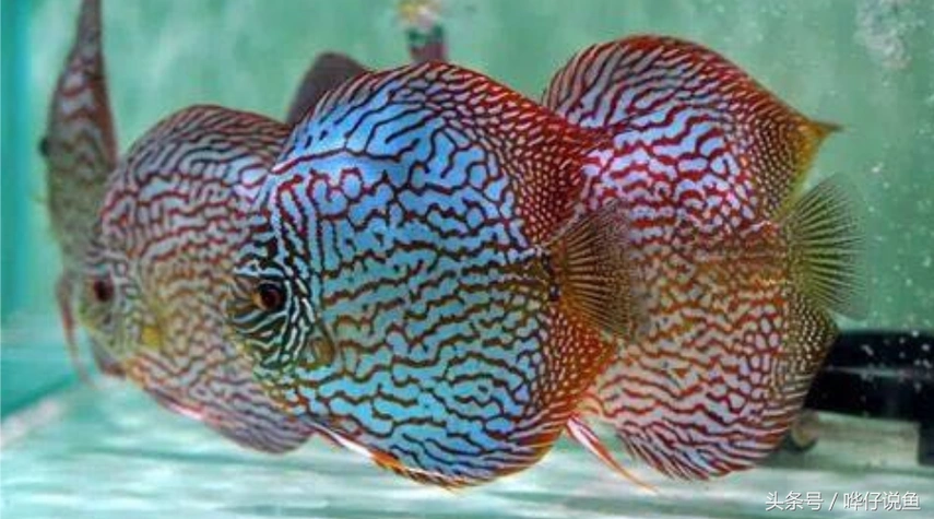 听说,养七彩神仙鱼的人都是老男人,你同意吗?