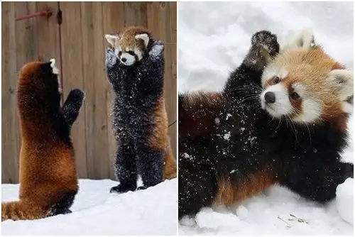 超可爱动物图twitter热传 投高双手嗌投降