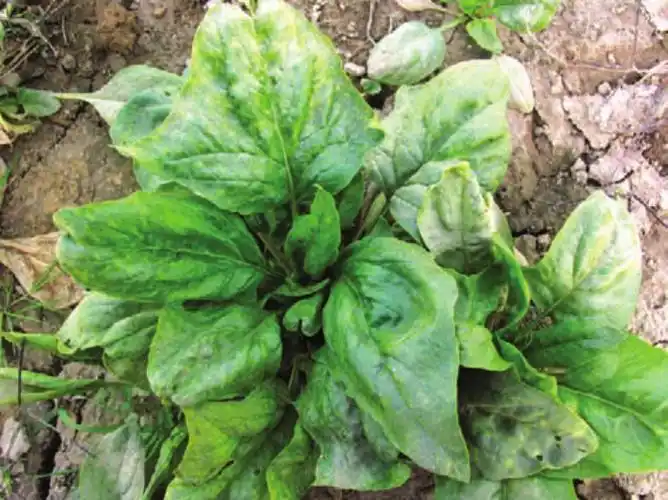 菠菜叶霉病喷什么药