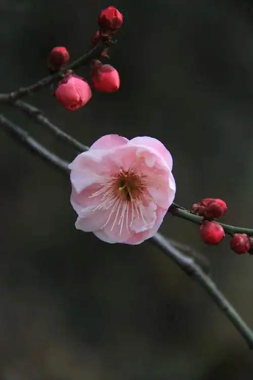 梅花一枝红梅迎春开