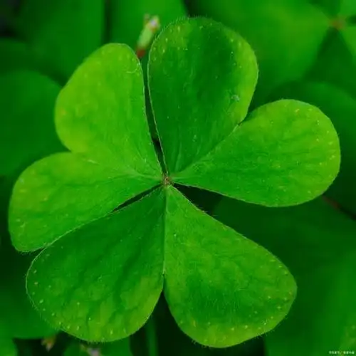 三叶草植物幸运与美丽的象征