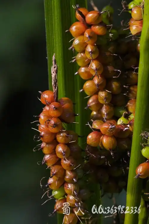 野花117-浆果薹草