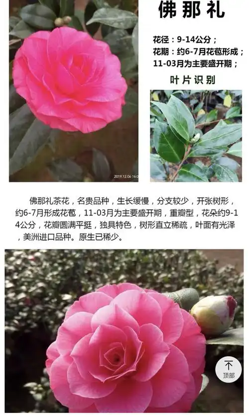 茶花,杜鹃花,蔷薇花,月季花.