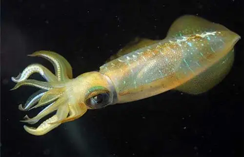 乌贼种类图片大全