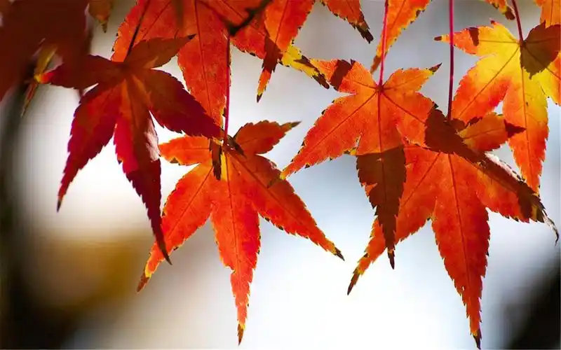 唯美秋季红色枫叶清新植物高清电脑壁纸图片下载
