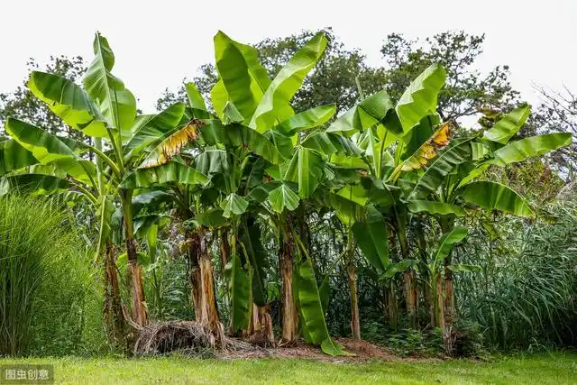 香蕉树