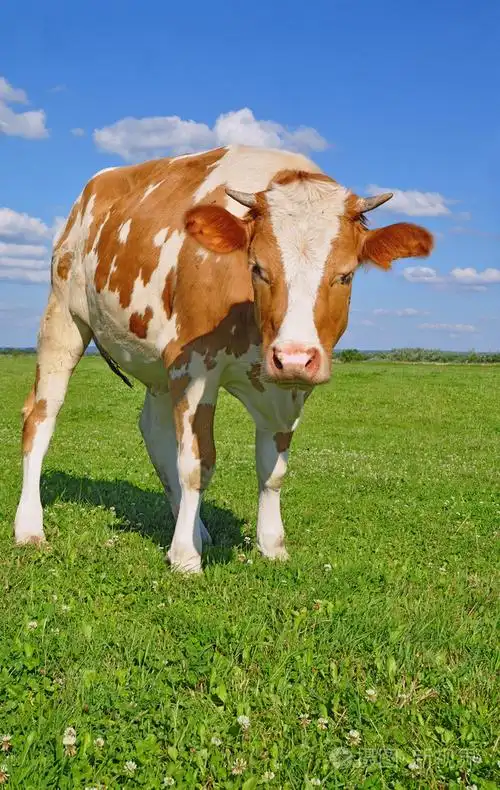 夏季牧场上小牛