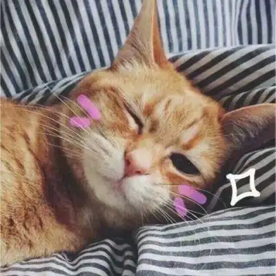 猫猫头像高清 可以当头像的猫图片 - 微信头像 - 潮人个性网