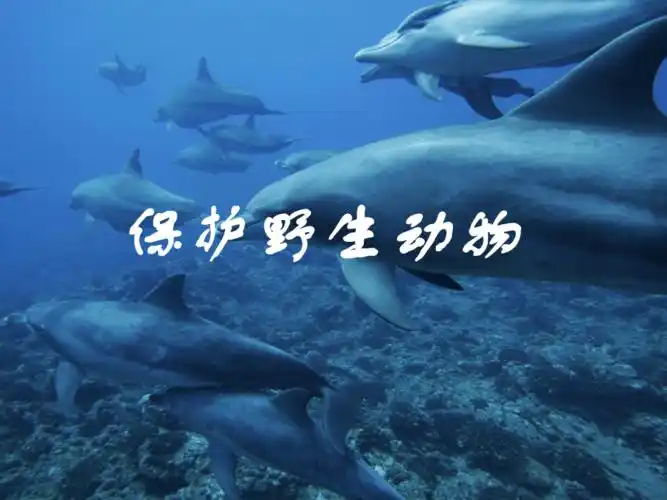 三年级下册美术课件第19课保护珍稀野生动物人教版共16张ppt