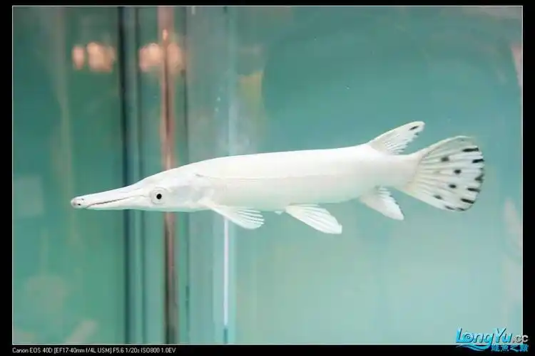 求问白色的福鳄是不是很贵啊 尖嘴颚