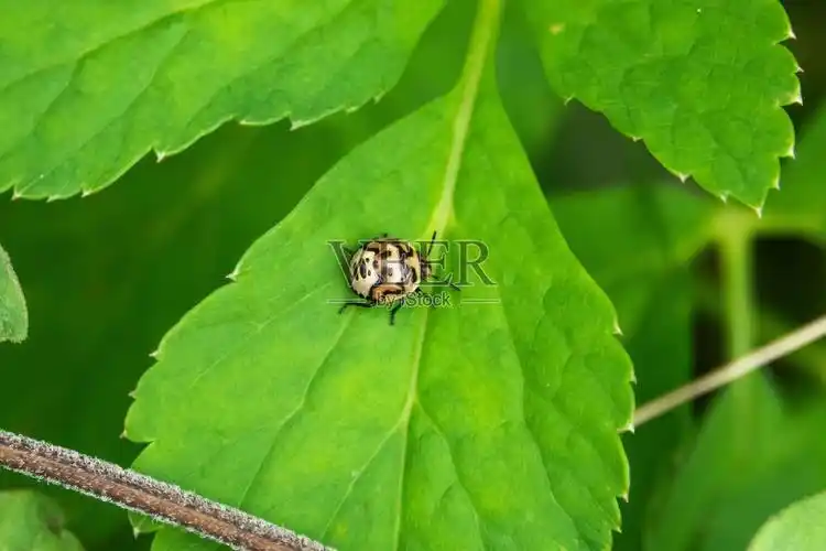 夏天两刺臭虫若虫照片摄影图片