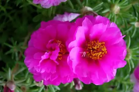 太阳花图片欣赏