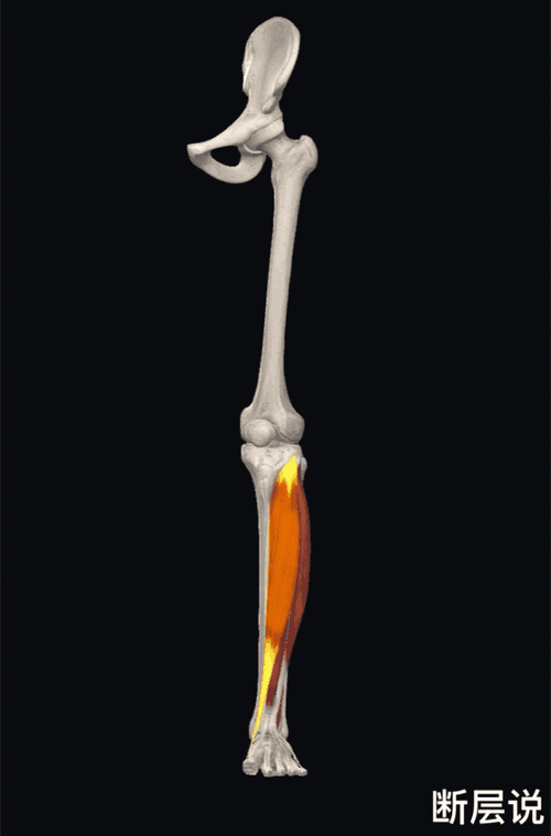 胫骨前肌想学凌波微步三招教你搞定胫骨前肌